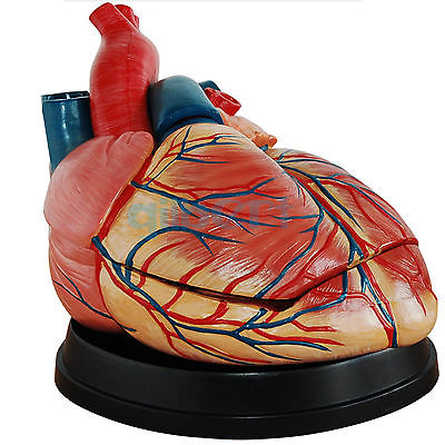 4X Life Size Human Heart Vein into 3 Part Anatomy Cardiac Medical Model