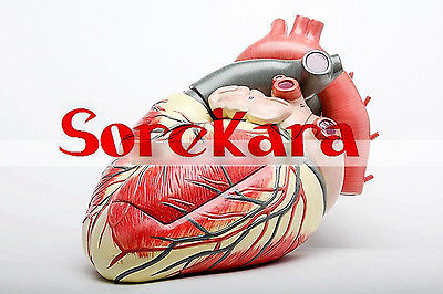 3:1 Human Anatomical Heart Anatomy Viscera Medical Teaching Organ Model School Hospital Hi-Q