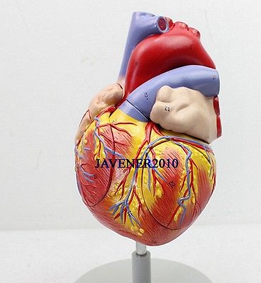 Magnify Human Anatomical Heart Anatomy Viscera Medical Model +Stand